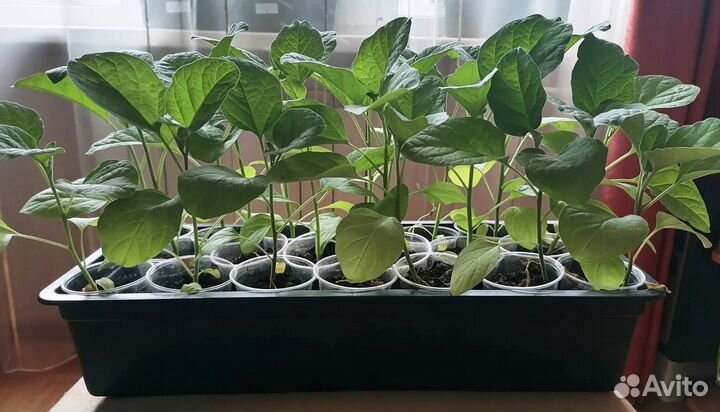 Рассада баклажаны