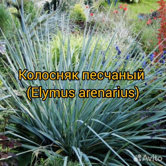 Трава декоративная