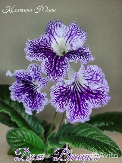 Стрептокарпус