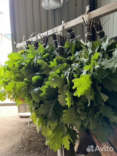 Дубовые веники для бани