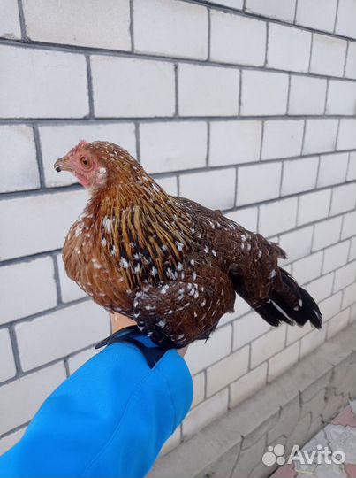 Куры бентамки