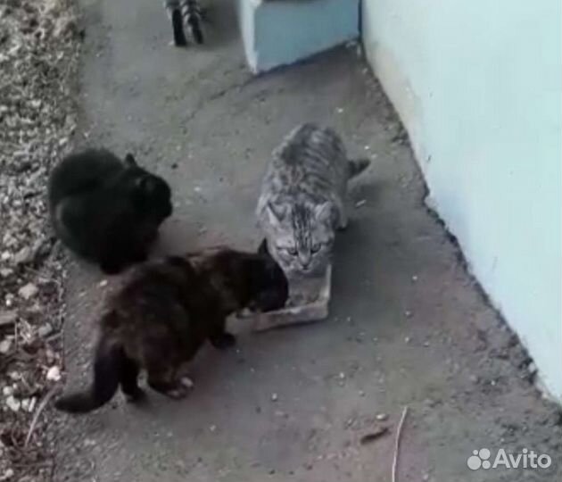 Котята в добрые руки