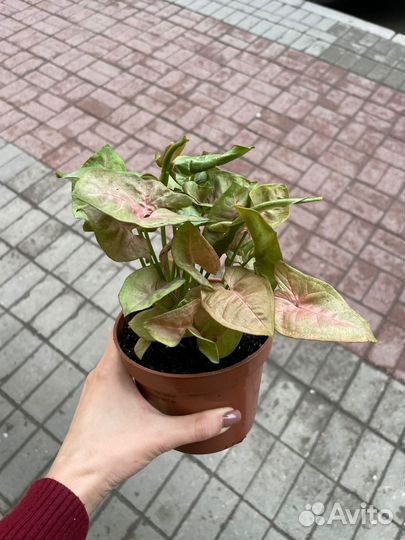 Сингониум сортовой