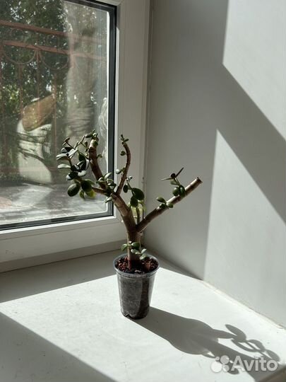 Толстянка дерево