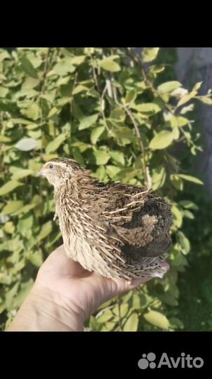 Несушки перепелов