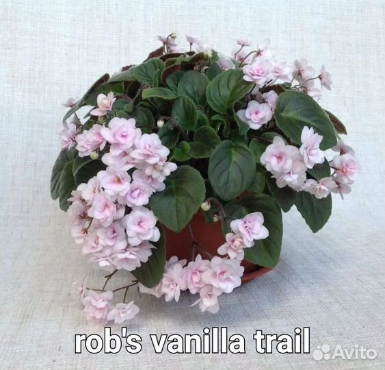 Фиалка трейлер