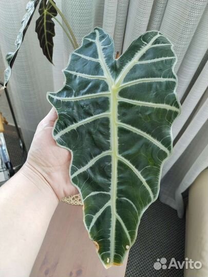 Алоказия Полли взрослая обмен