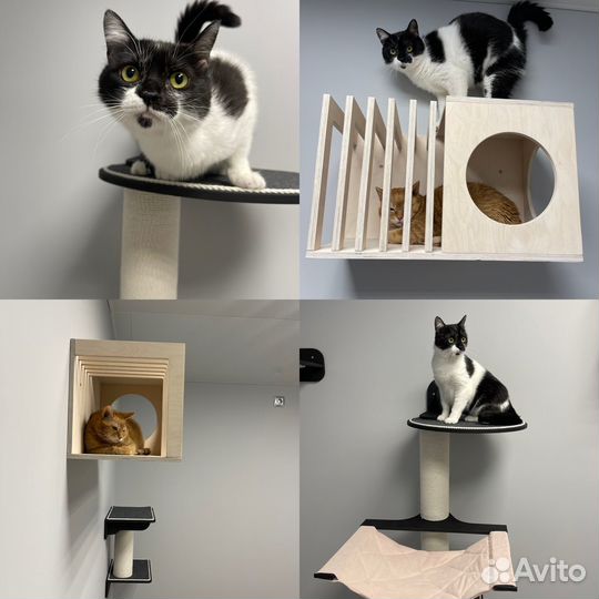 Зоогостиница для кошек / передержка