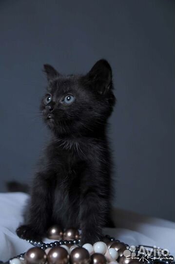 Черные комочки в дар