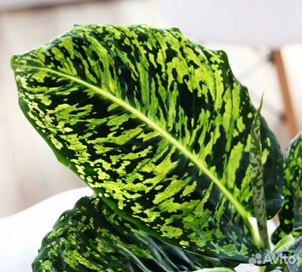 Диффенбахия Reflector (Рефлектор)