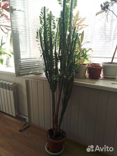 Молочай трехгранный