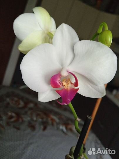 Орхидея фаленопсис ред лип