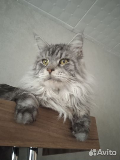 Кот майн-кун