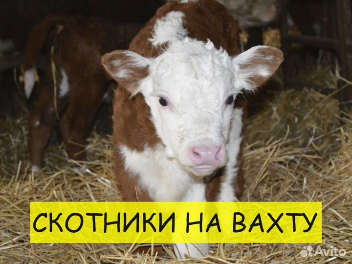 Вахта скотник. Еженедельные выплаты