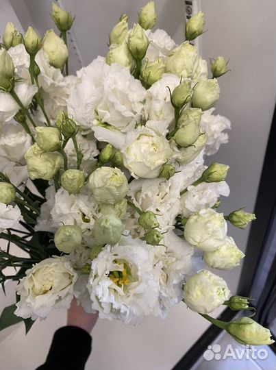 Лизиантус (эустома)