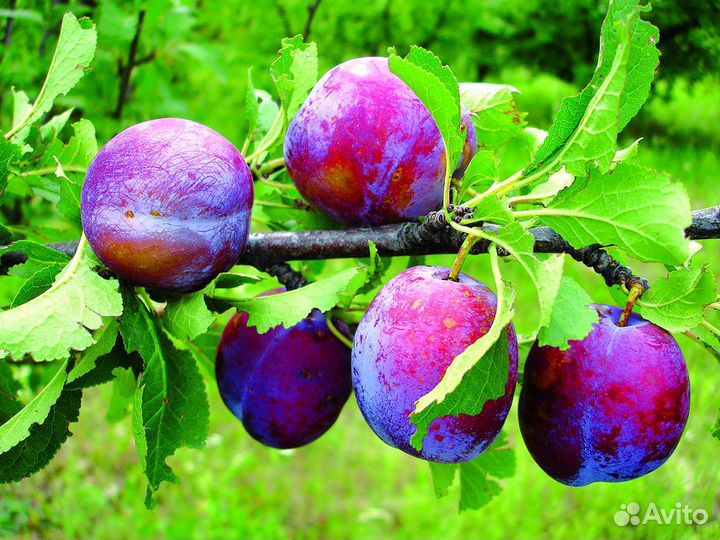Плодовые деревья и кустарники