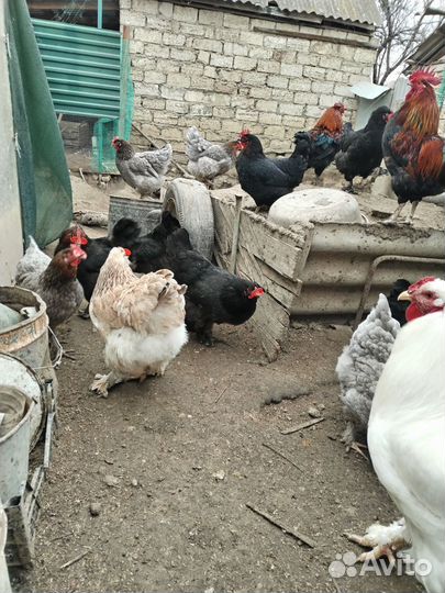 Инкубационное яйцо породистых кур цыплята