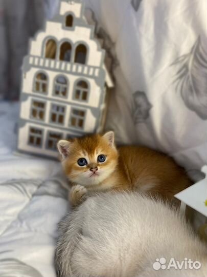Британские котята золотая шиншилла