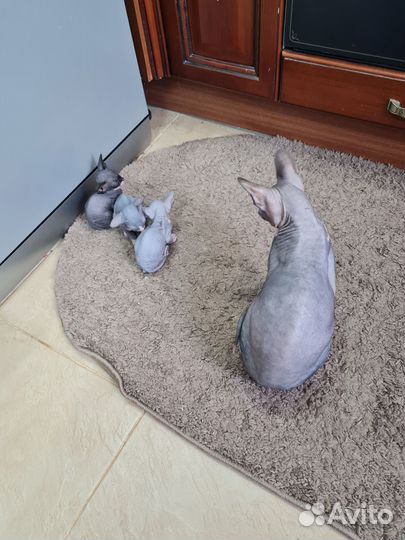 Котята сфинкс