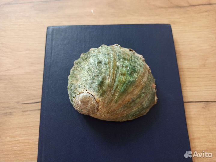 Морская раковина