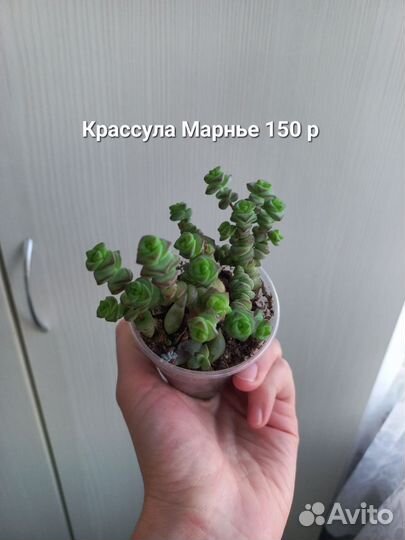 Орбея. Суккуленты. Алоэ вера. Крассула марнье