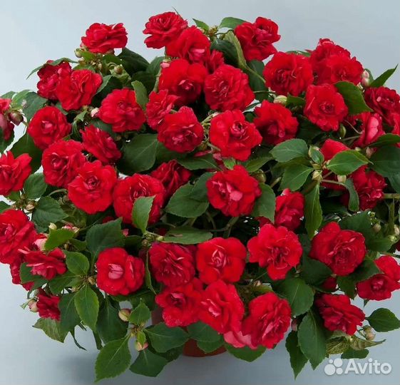 Бальзамины сортовые