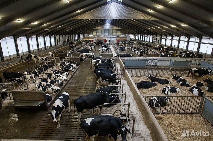 Сопровождение до получения гранта фермеру