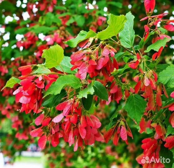 Саженцы кленов Моно, Зеленокорый, Татарский