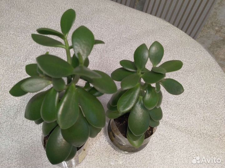 Толстянка денежное дерево