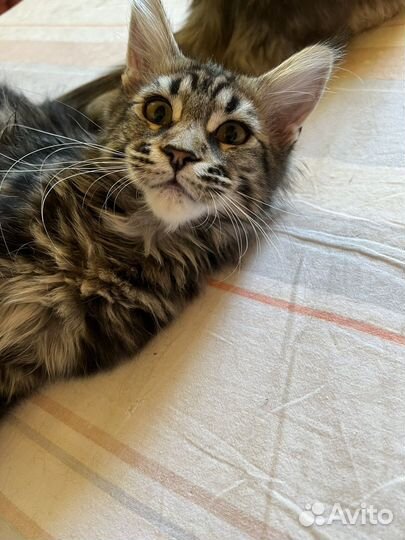 Мейн-кун котята