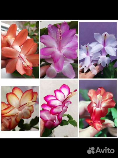 Укоренëнный Декабрист Шлюмбергера