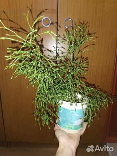 Юкка и др.комнатные цветы