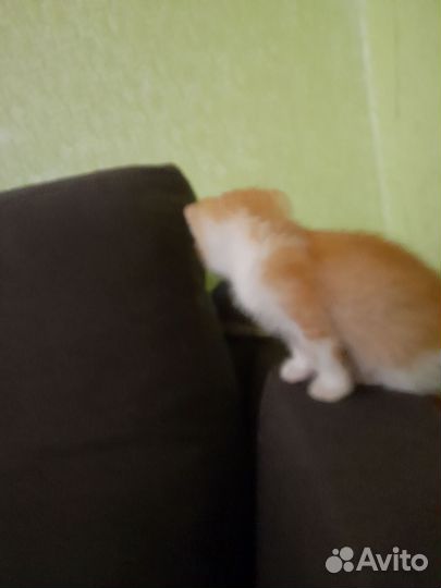 Котята в добрые руки мальчики