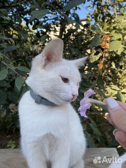 Котята ищут дом