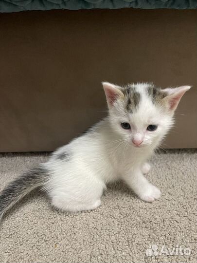 Котята ищут дом