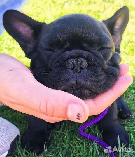 Французский бульдог мини