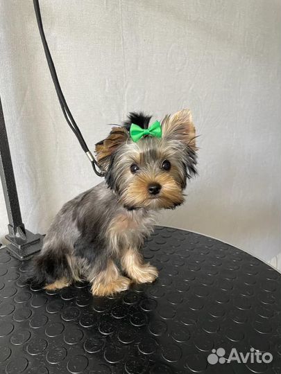 Йоркширский терьер девочка