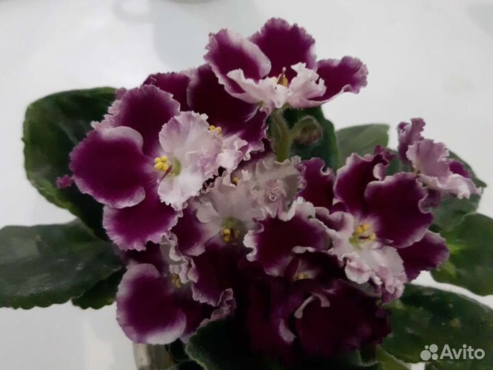 Комнатные цветы фиалки