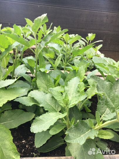 Шалфей Salvatore Blue, Merlo, Аметист