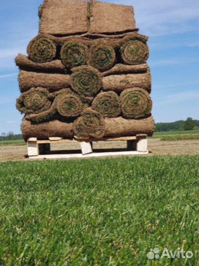 Рулонный газон