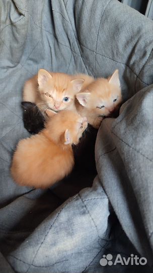 Котята бездомные