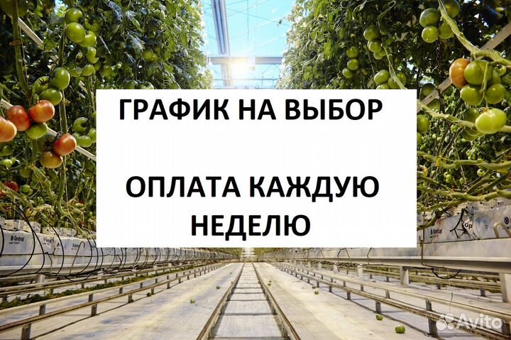 Разнорабочий в агрохолдинг (платим еженедельно)