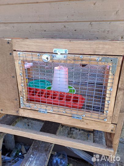 Брудер для перепелов