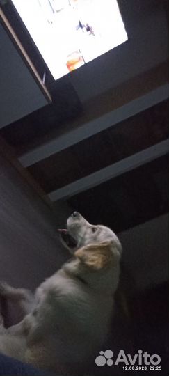 Золотистый ретривер