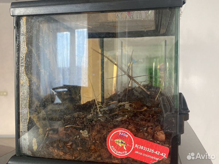 Террариум с палочниками