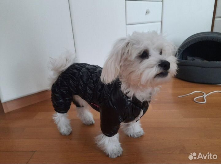 Комбинезон для собак маленькой породы