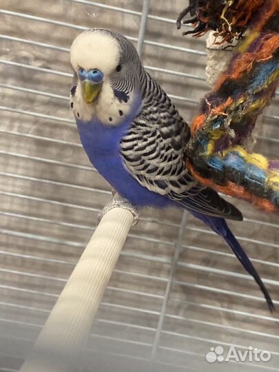 Волнистый попугай