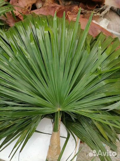 Листья пальмы. Веерная