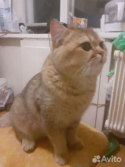 Вязка. Шотландец, золотая шиншилла