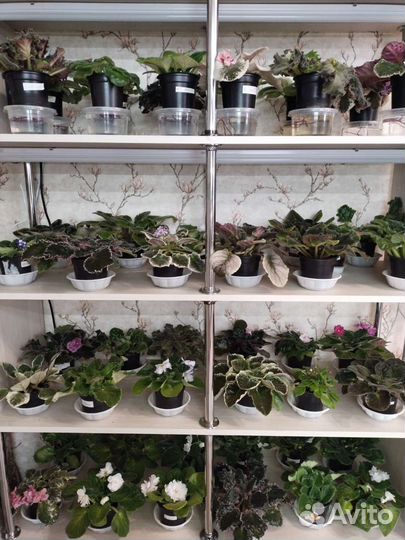 Сортовые фиалки